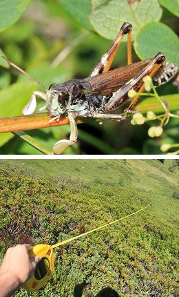 identification-fourmis-Myrmica