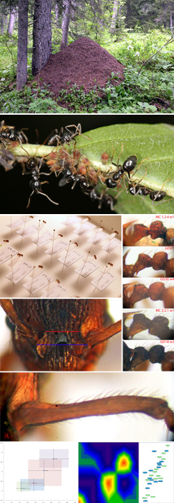 identification-fourmis-Myrmica